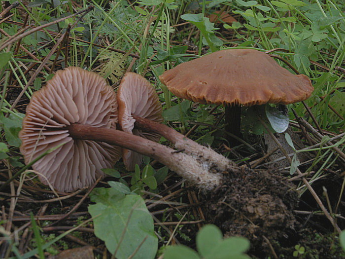 Due Laccarie (Laccaria affinis e L. macrocystidiata)